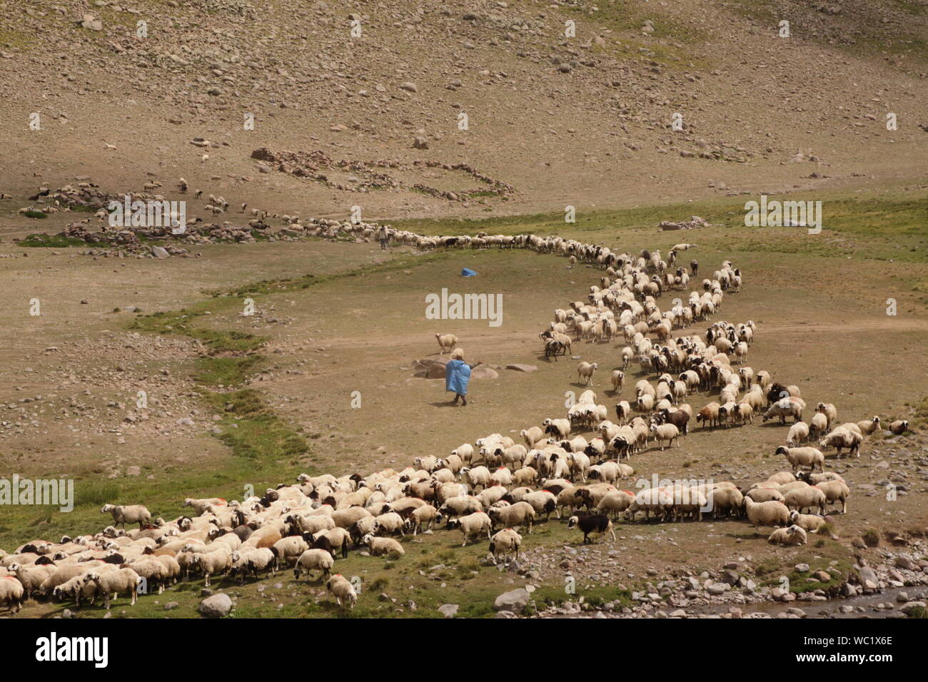 livestock in the pastures of erzurum turkey Stock Photo