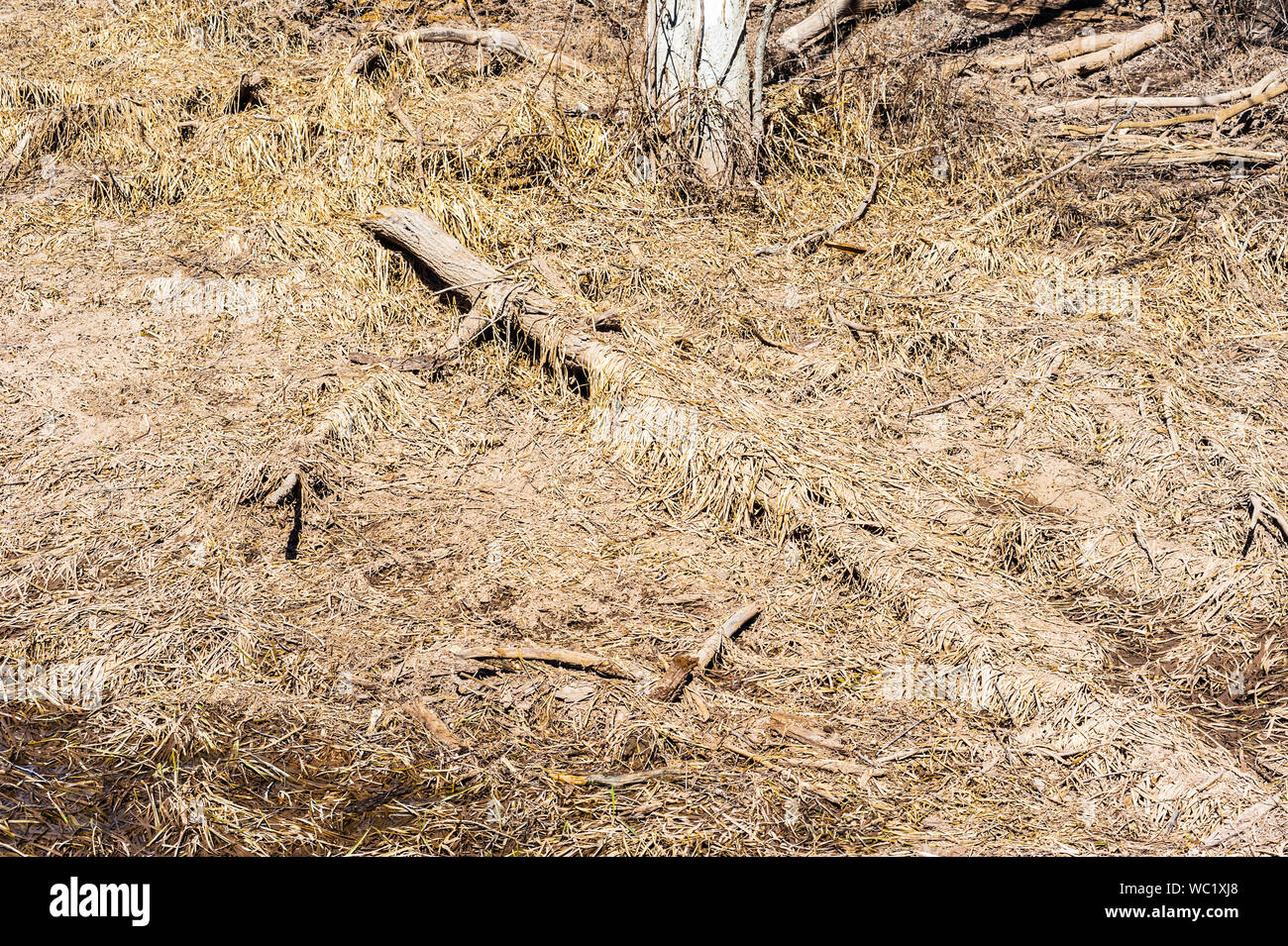 Tree trunk in mud hi-res stock photography and images - Alamy