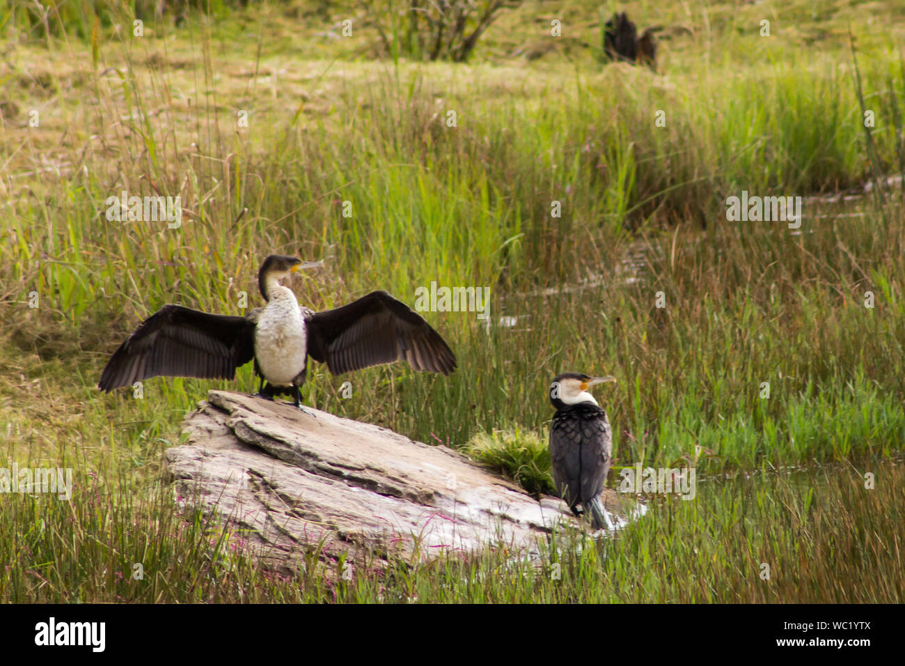 Two White-breasted Cormorants, one which are displaying the iconic Wing Spreading Behavior, photographed in the Drakensberg, South Africa Stock Photo