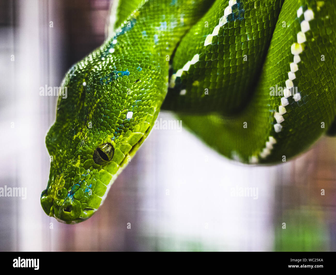 Python green pattern hi-res stock photography and images - Alamy