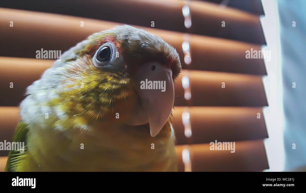 Close-up Portrait Of Parrot Stock Photo