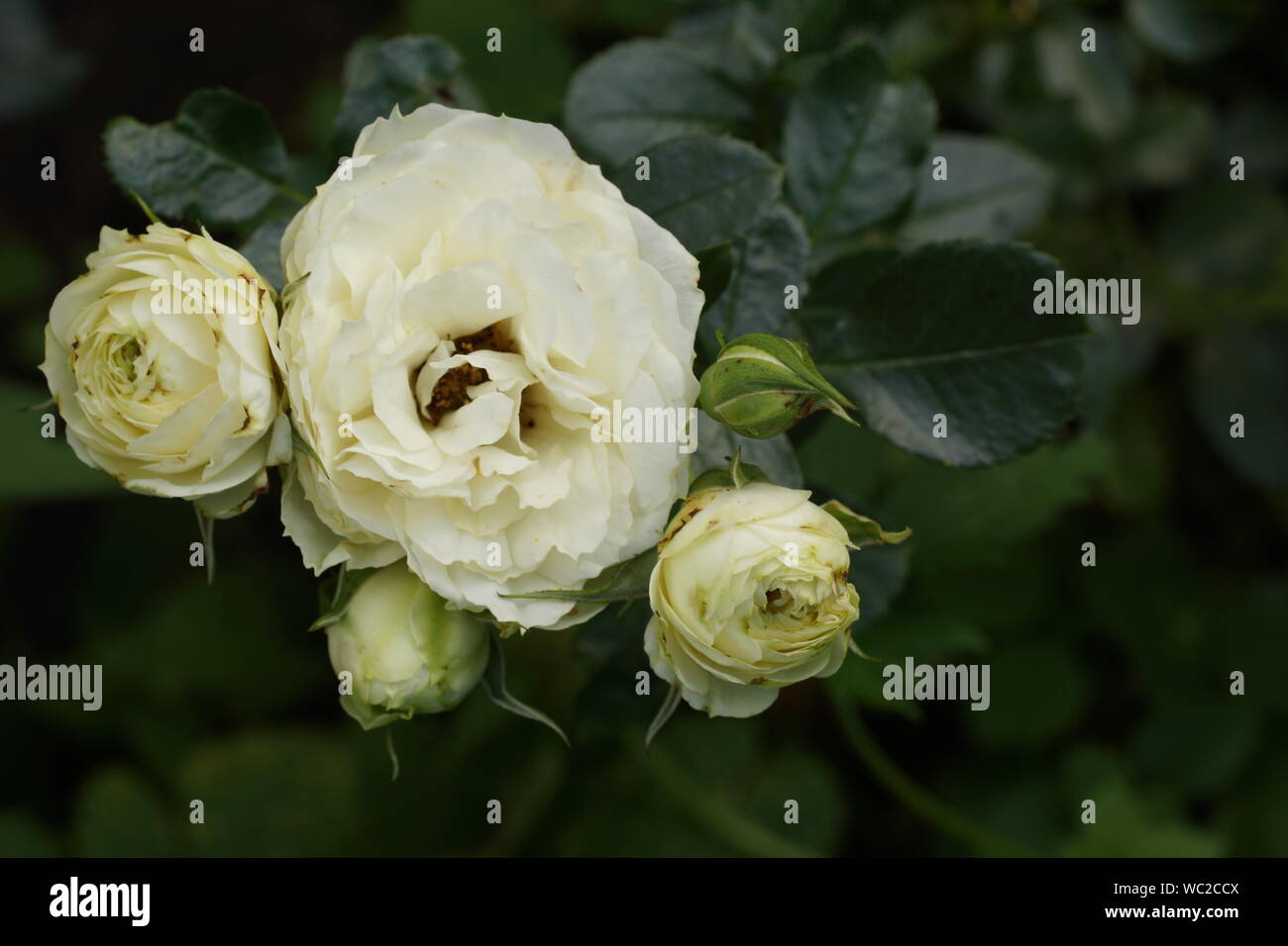 Lemon Rokoko beautiful creamy roses. Flowers in a garden in natural conditions among greenery, under the open sky. Stock Photo