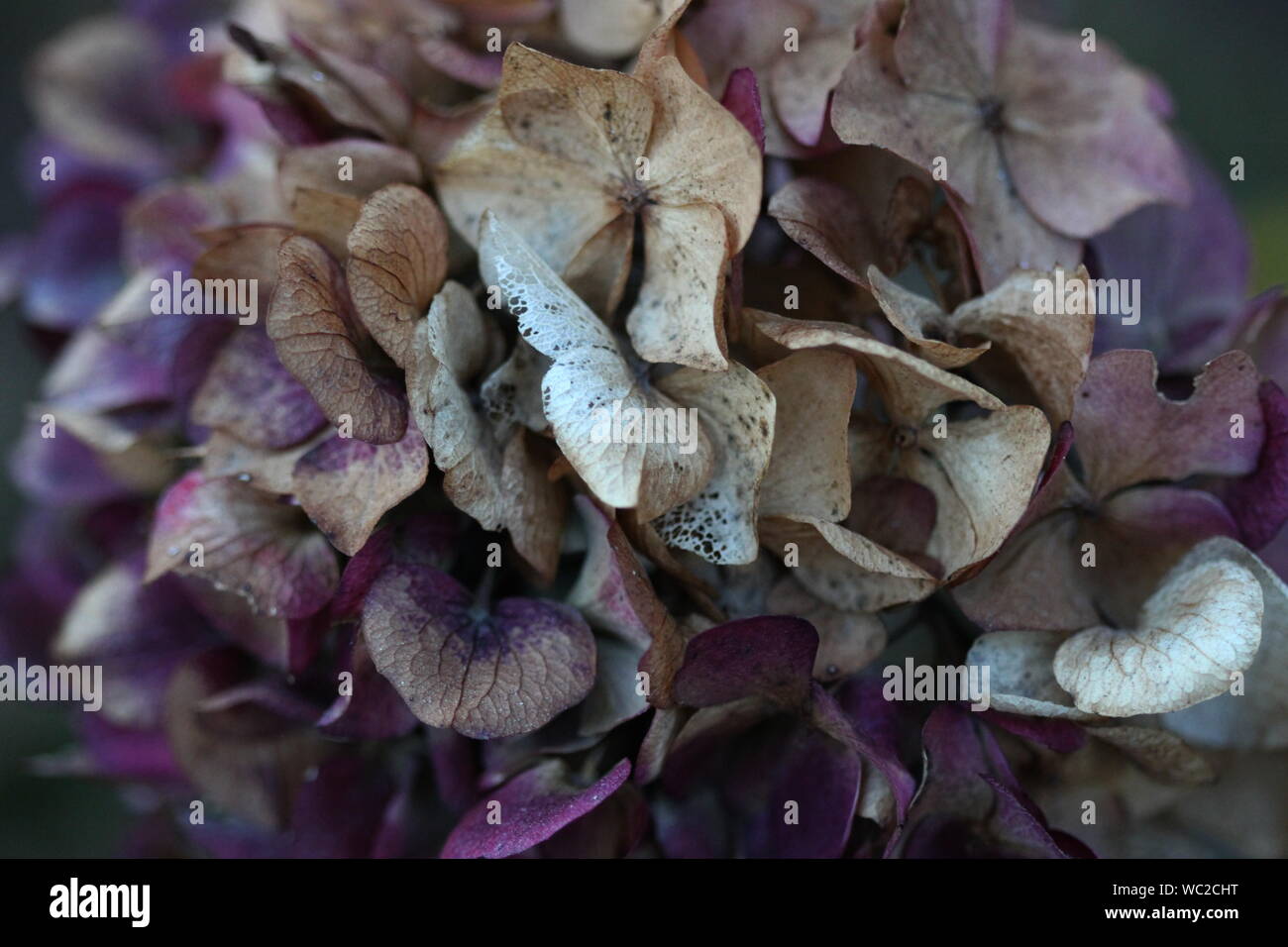 Closeup Of Wilted Hydrangeas Stock Photo Alamy