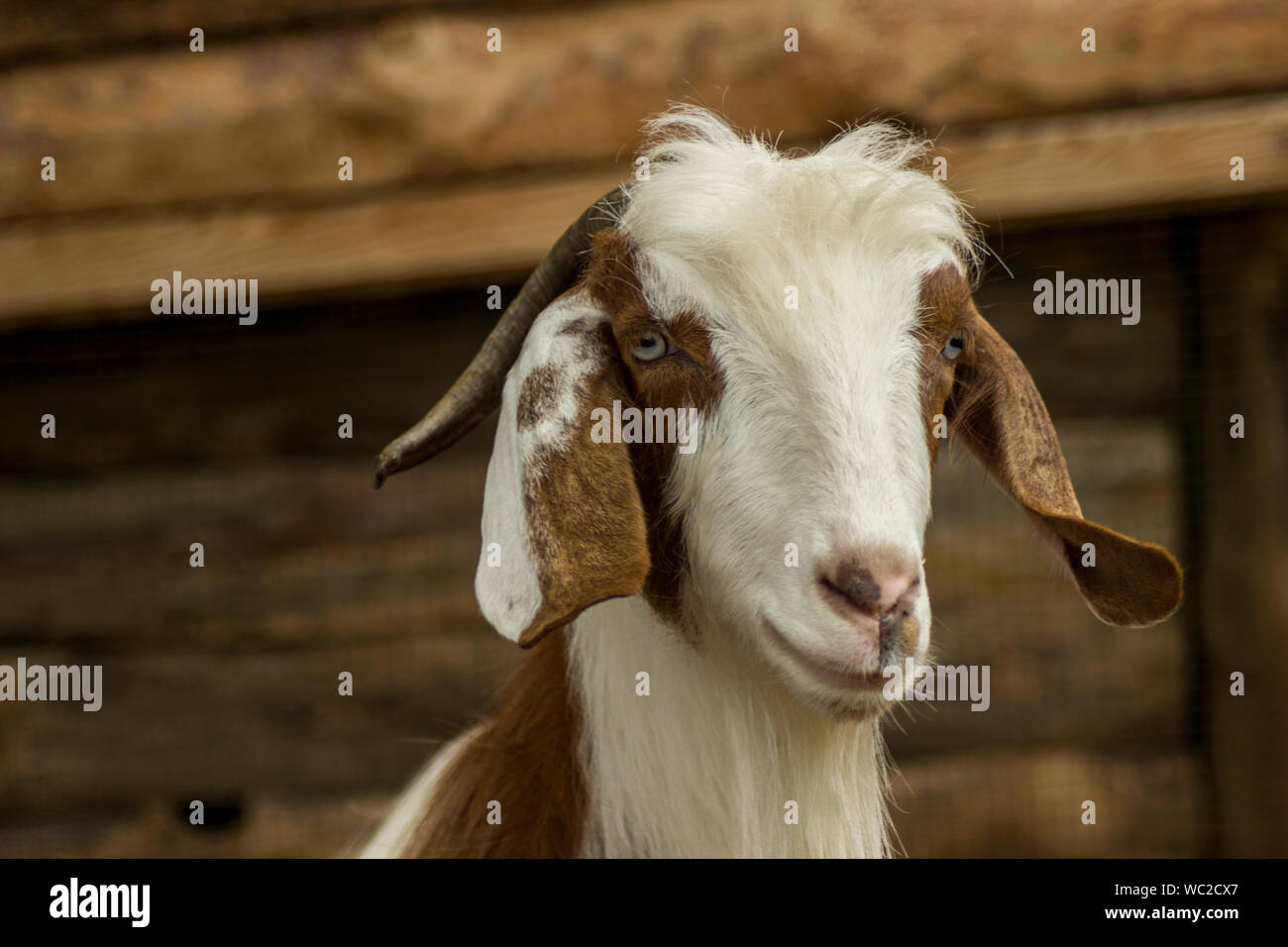 White-Brown goat head profile photo Stock Photo
