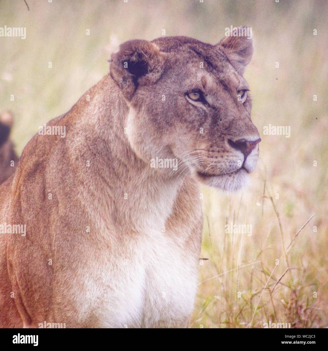 Lioness headshot hi-res stock photography and images - Alamy