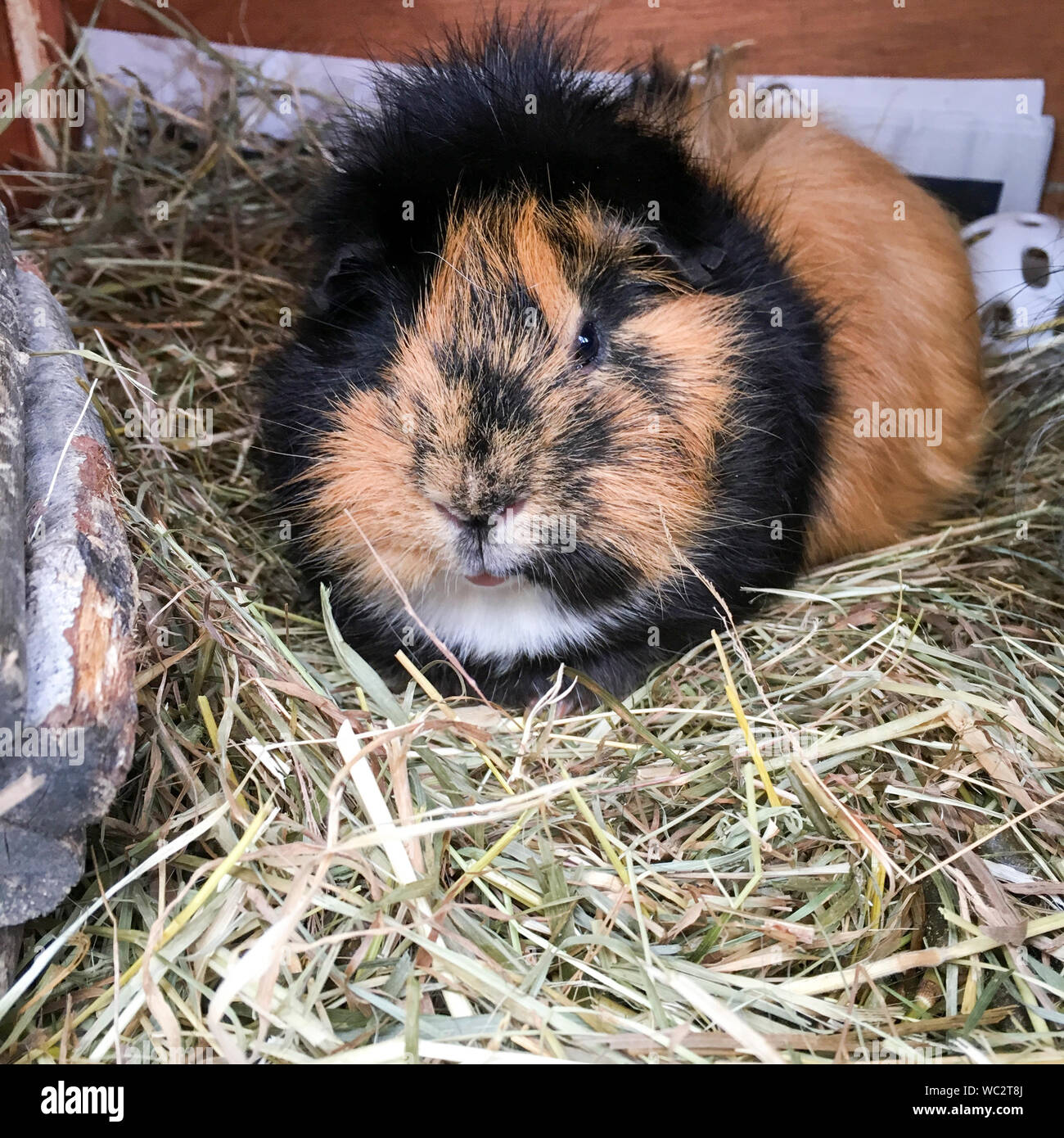 Guinea pig hay hires stock photography and images Alamy