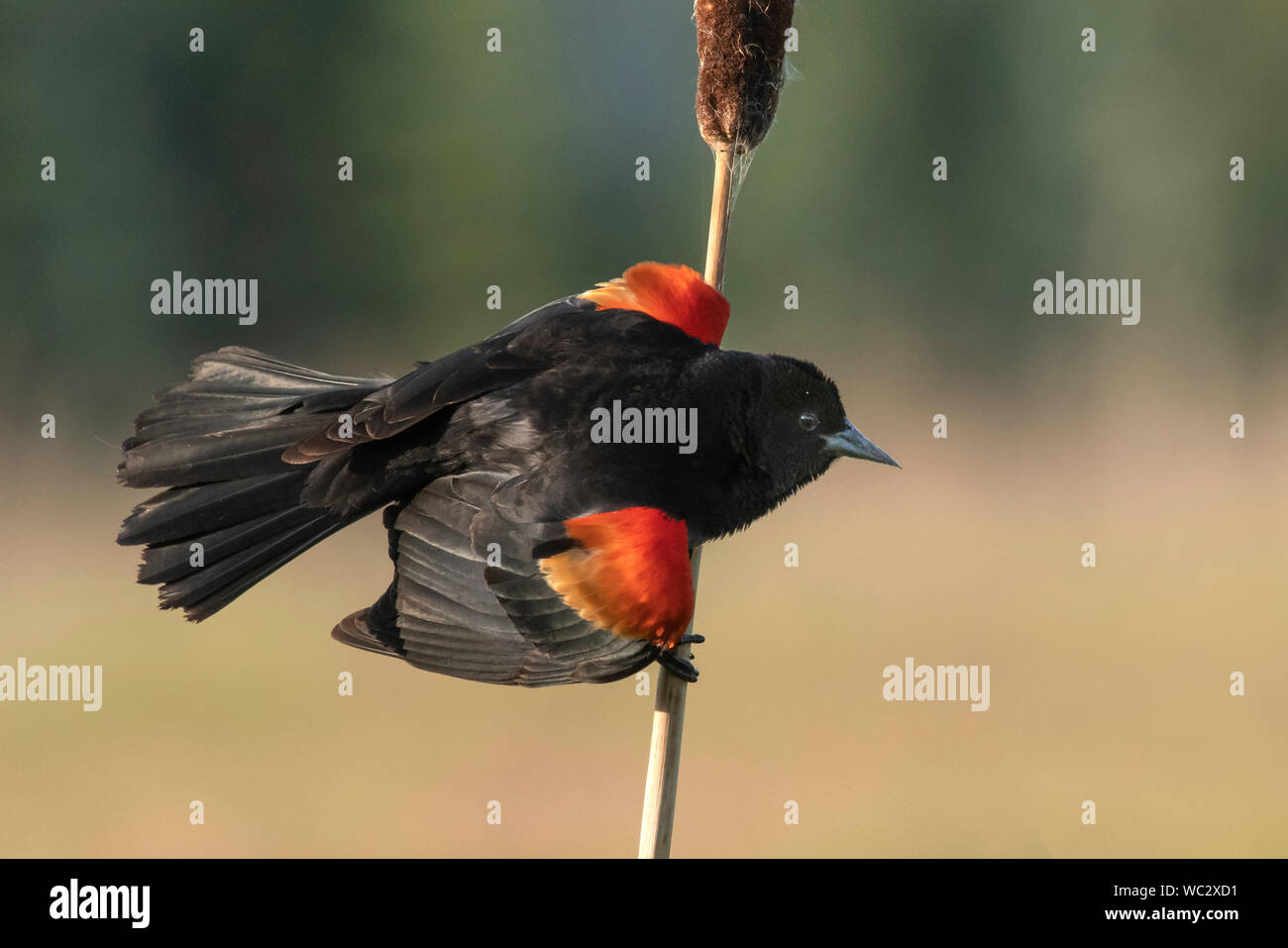 North America; United States; Montana; Wildlife; Birds; Redwinged