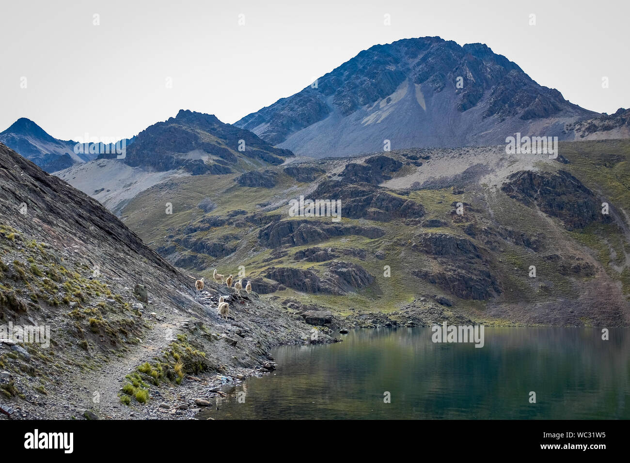A Herd of Lamas Walking in a Narrow Trail by a lake by Mountains Freely Stock Photo