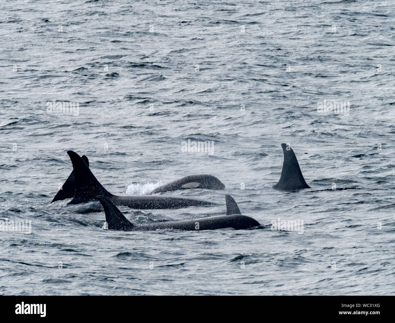AG pod of resident killer whales, or orca, Orcinus orca, in the inside passage of Southeast Alaska USA Stock Photo