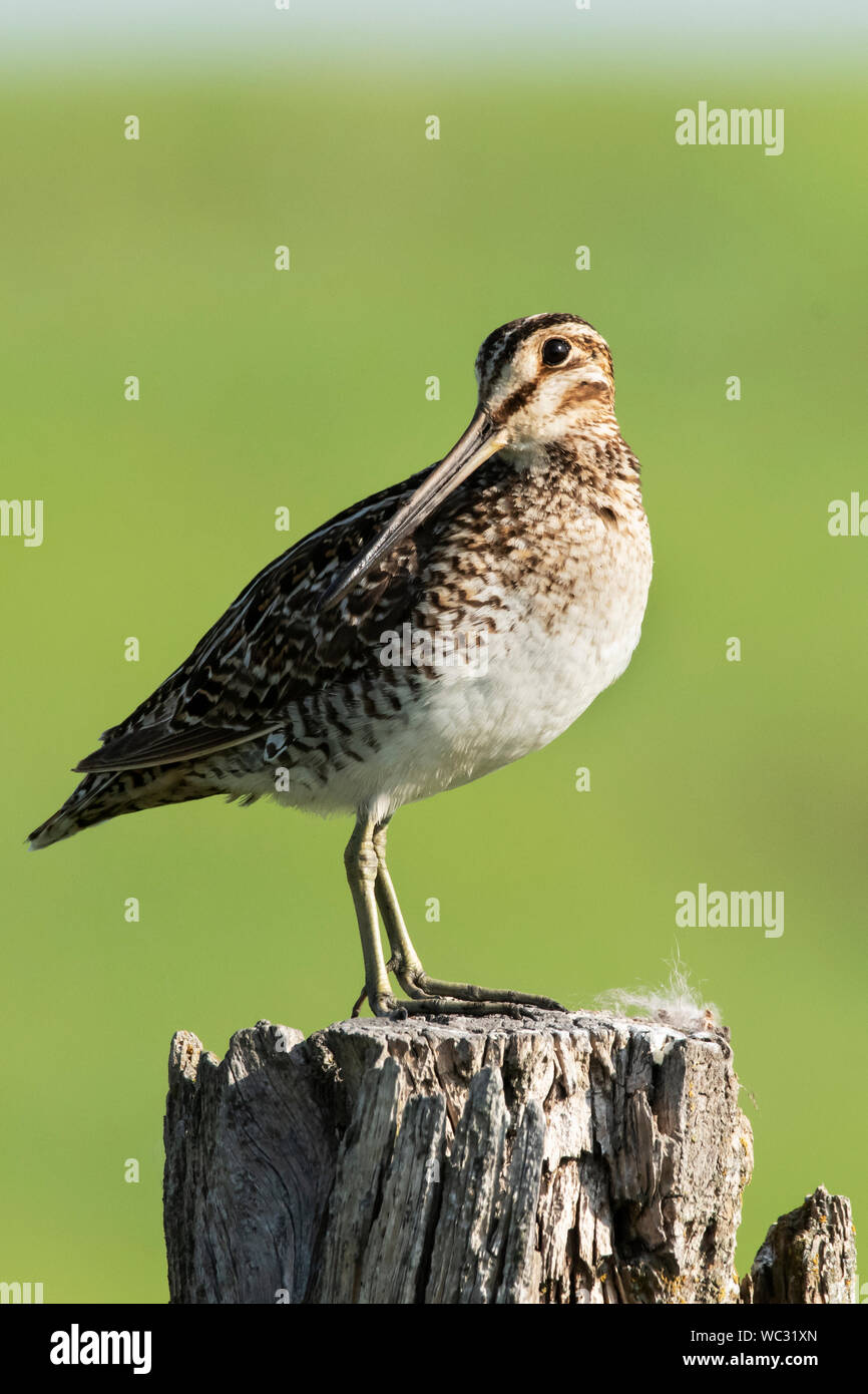 North America; United States; Montana; Wildlife; Birds; Shorebird; Wilson's snipe (Gallinago delicata); Ninepipes National Wildlife Refuge. Stock Photo