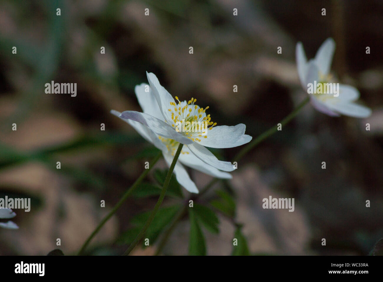 Small white wildflowers hi-res stock photography and images - Alamy