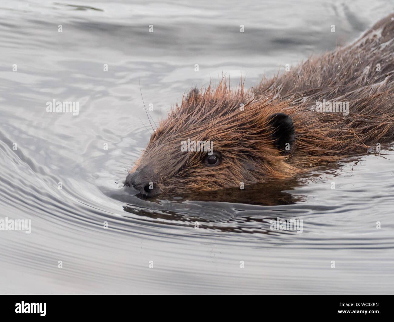 Beaver, Castor canadensis, swimming in a small stream in Denali National Park, Alaska, USA Stock Photo