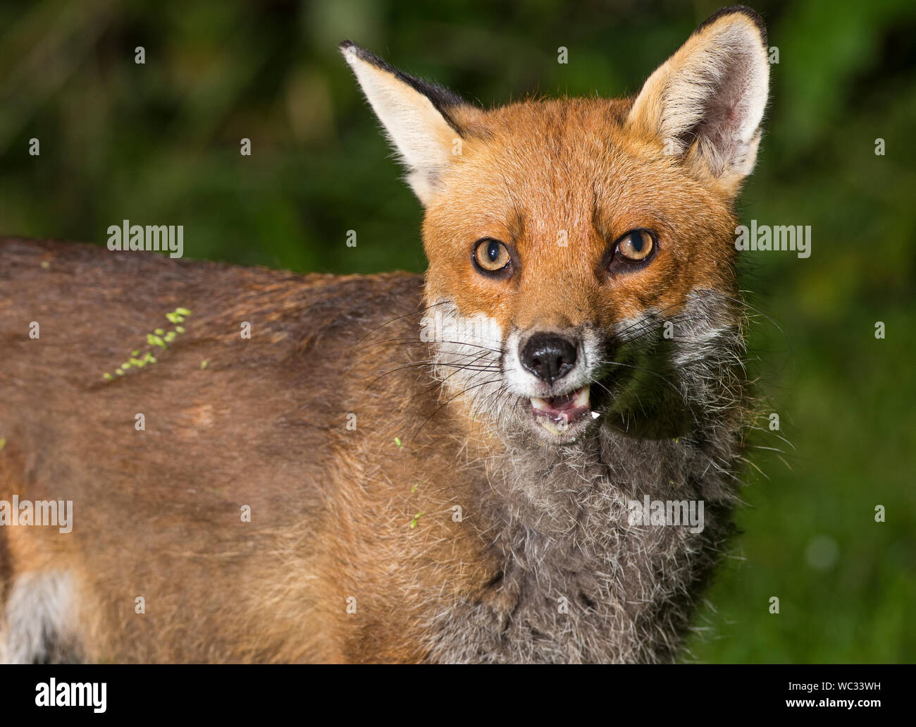 Close up of an urban European Red Fox (Vulpes vulpes) at night on grass in England. Stock Photo