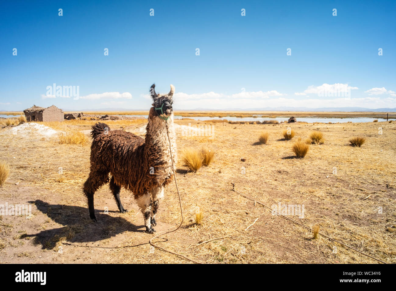 Llama Color Brown Tied so that it does not Escape, Near the Lake Titicaca Stock Photo