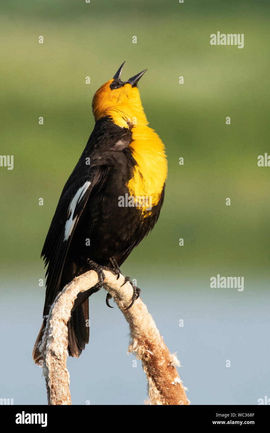North America; United States; Montana; Wildlife; Birds; Yellow-headed blackbird; Xanthocephalus xanthocephalus. Stock Photo