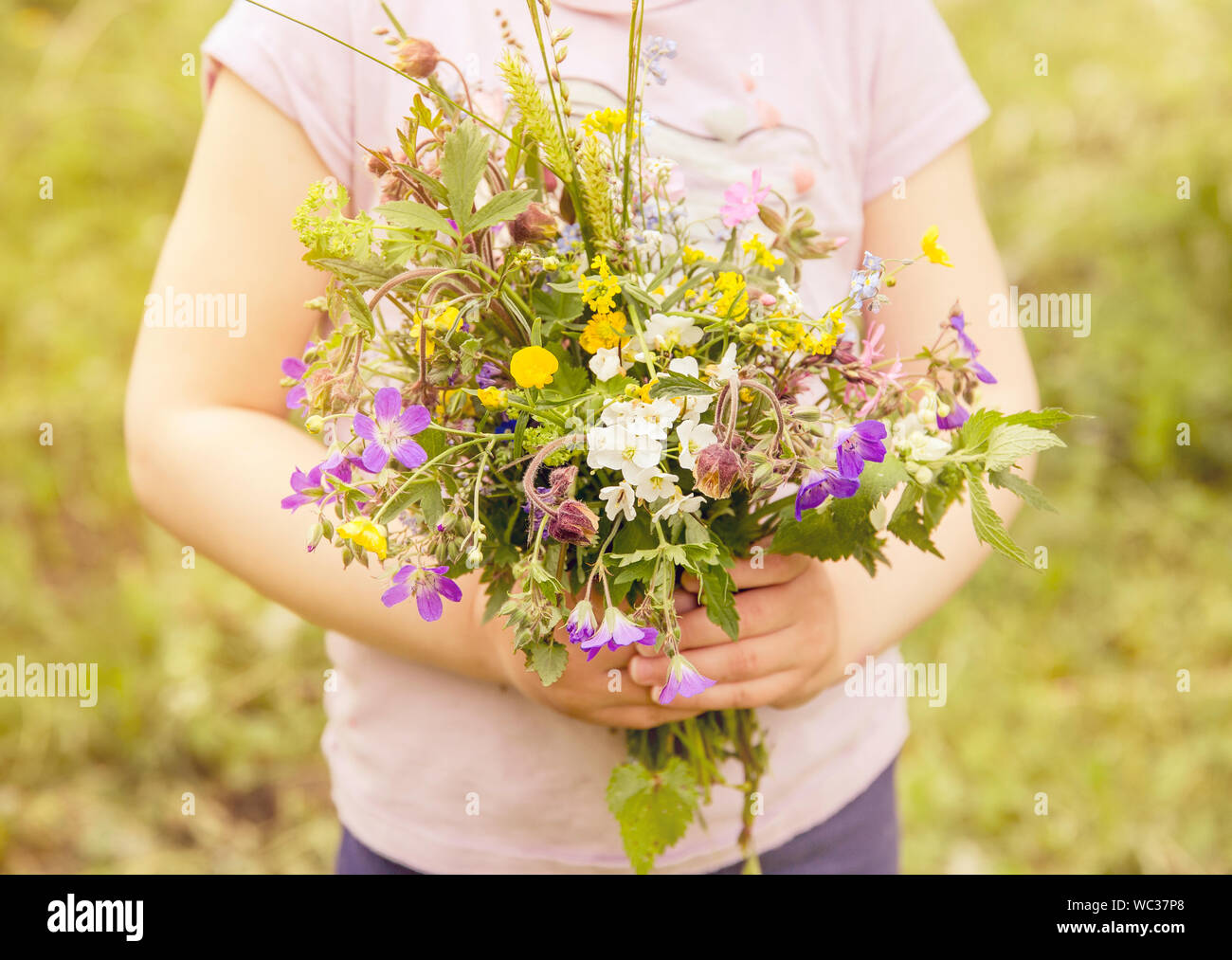 5 year old child holding bouquet of wild Northern European meadow and forest flower in arms. Selective focus on flowers, sunny summer day. Lovely coun Stock Photo