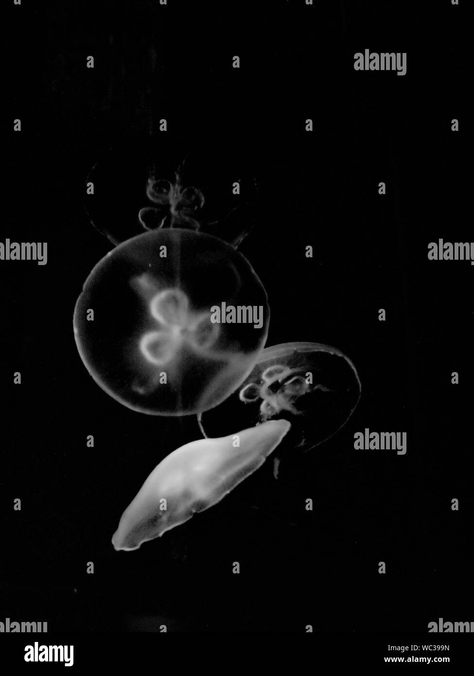 Jellyfishes Swimming Undersea Stock Photo
