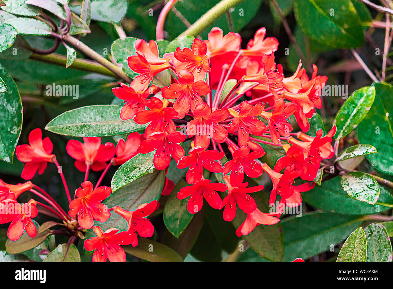 tropical red multi-fllowered trumpet flower with leaves in bright light Stock Photo