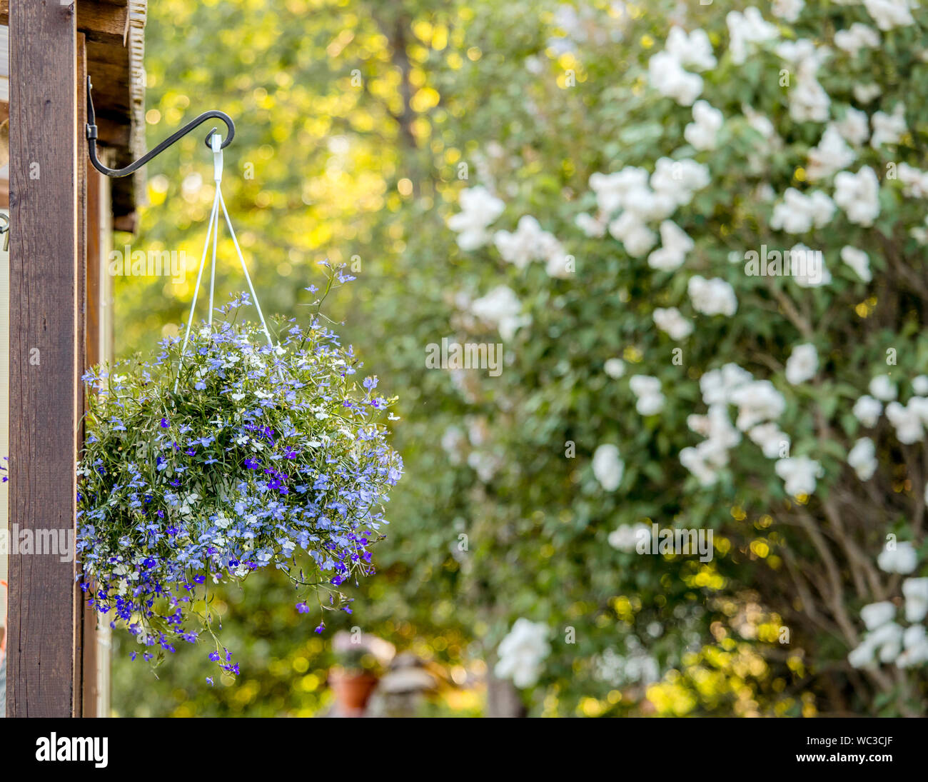 Lobelia erinus flower (edging lobelia, garden lobelia or trailing lobelia) hanging on iron wall hanging flower plant pot bracket outdoors in garden in Stock Photo