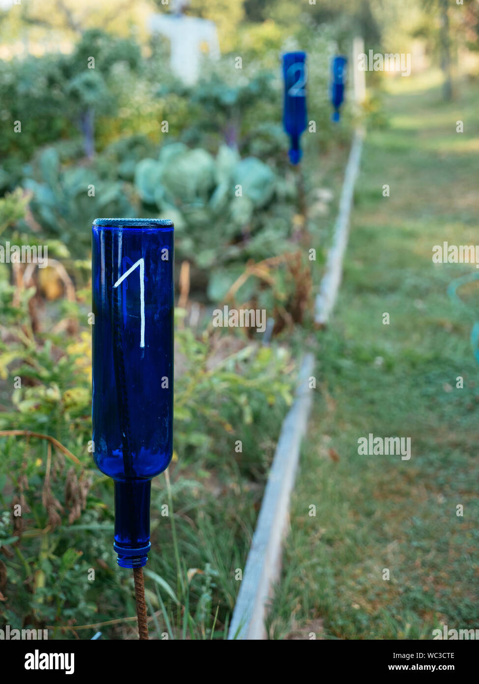Old blue bottles repurposed to number plots in a vegetable garden with crop rotation. Stock Photo