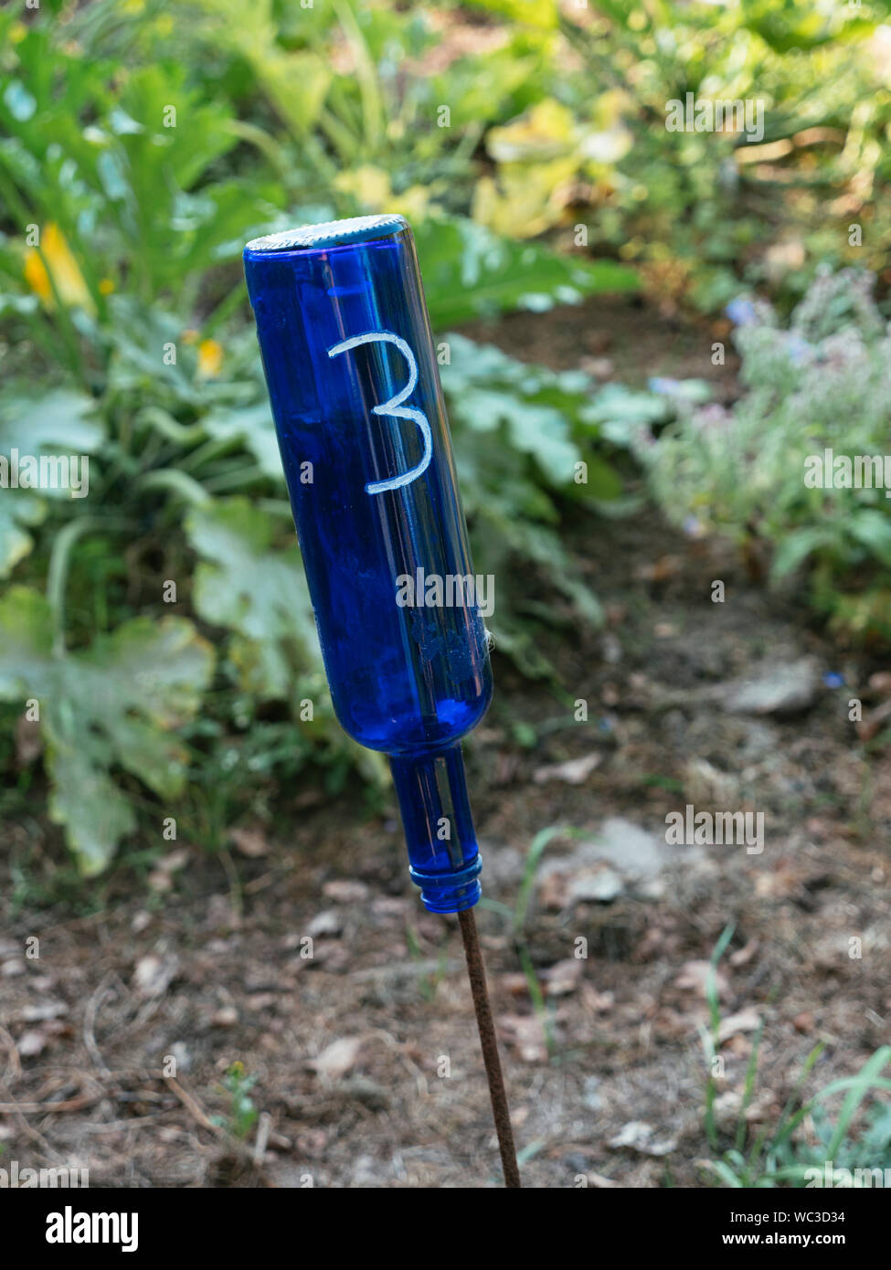 Old blue bottles repurposed to number plots in a vegetable garden with crop rotation. Stock Photo