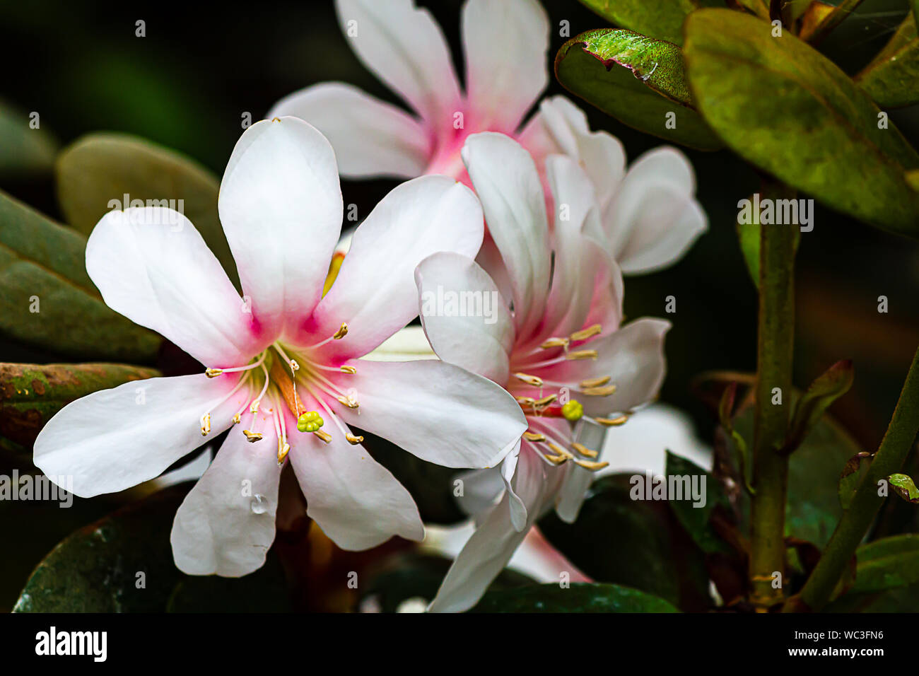 creamy white and pink waxy tropical rhododendron trumpet shaped flowers with leaves Stock Photo