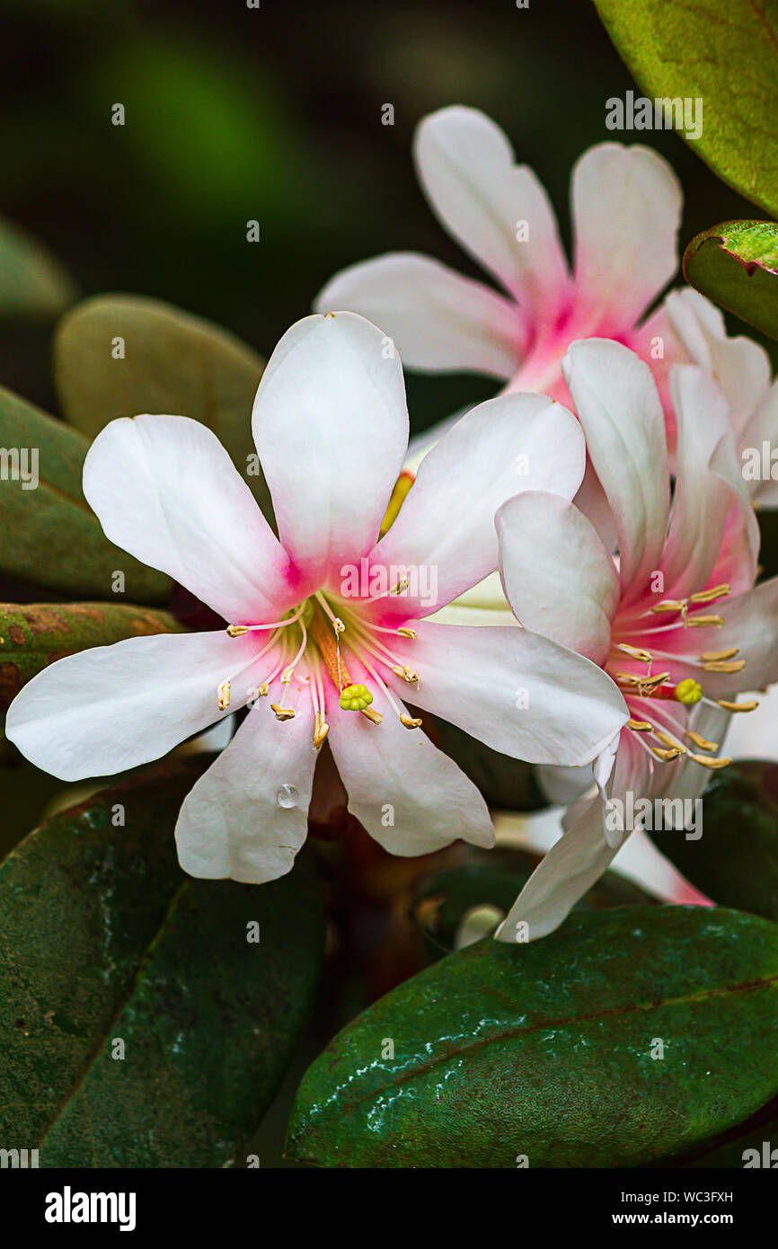 creamy white and pink waxy tropical rhododendron trumpet shaped flowers with leaves Stock Photo