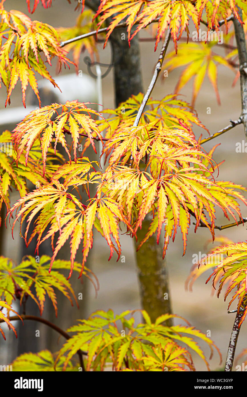 close up of multifingered yellow and red japanese maple leaves with serrated edges in red Stock Photo