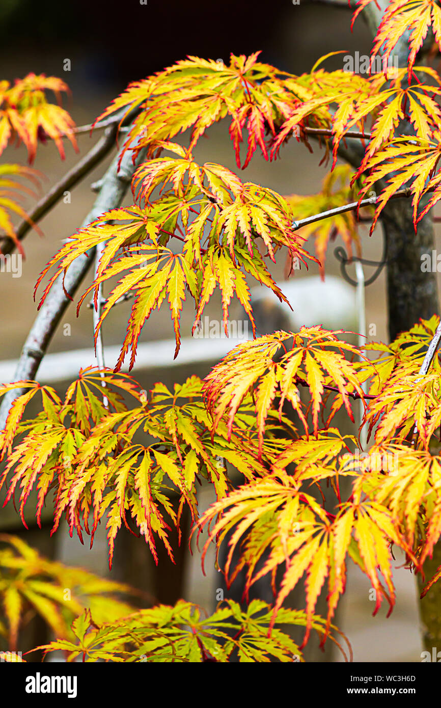 close up of multifingered yellow and red japanese maple leaves with serrated edges in red Stock Photo