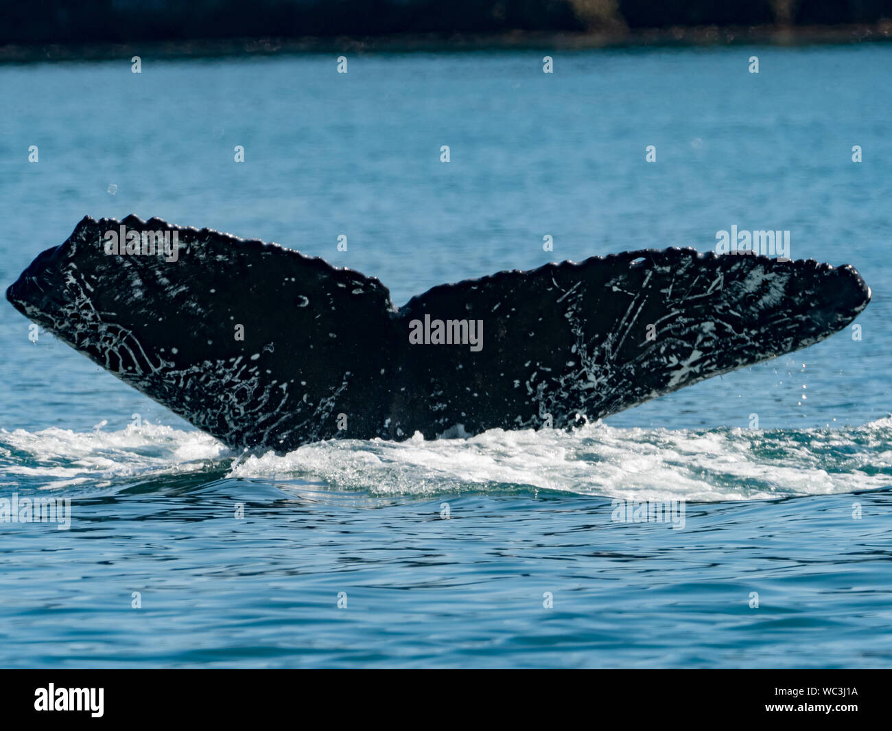 Humpback whales, megaptera novaeangliae, diving and showing their flukes or tails which can be used for identification of individuals in  Southeast Al Stock Photo