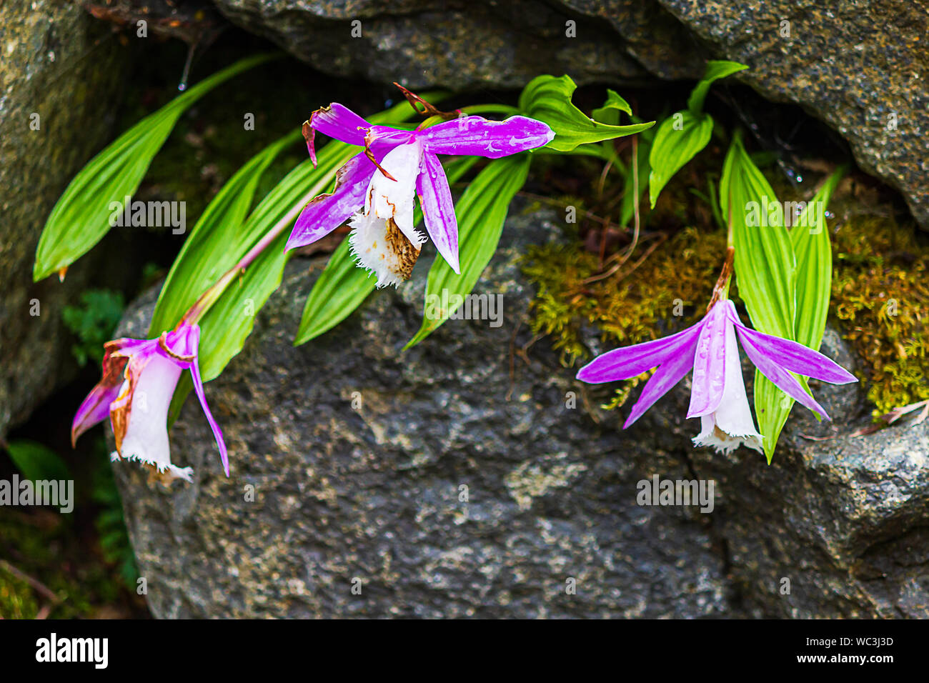 white and lavender orchid planted in crevises of a rock garden wall with moss Stock Photo
