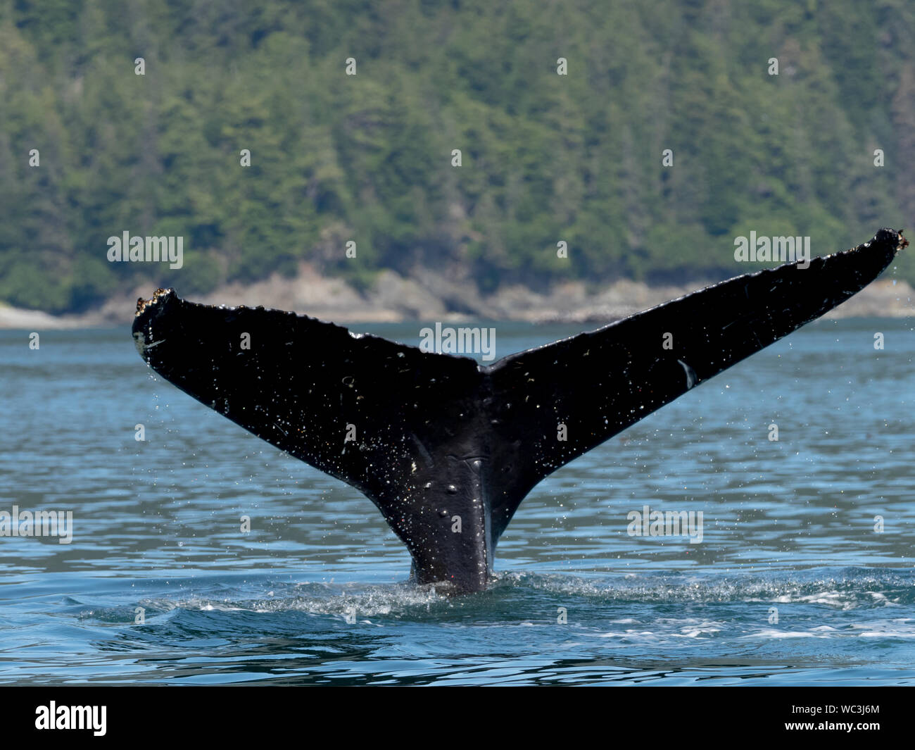 Humpback whales, megaptera novaeangliae, diving and showing their flukes or tails which can be used for identification of individuals in  Southeast Al Stock Photo