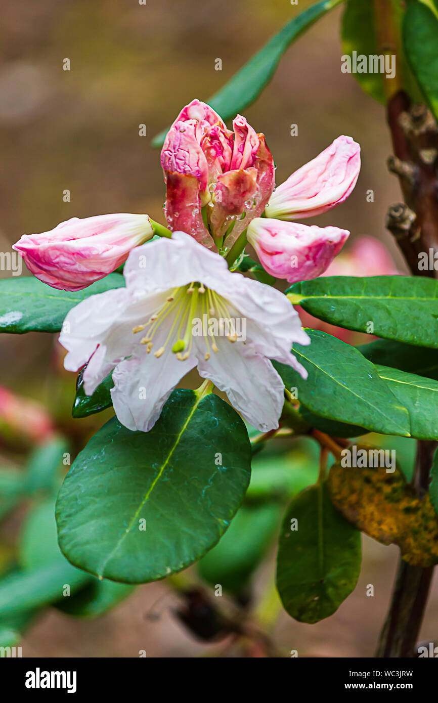detailed flowering rhododendron with buds and leaves in circular