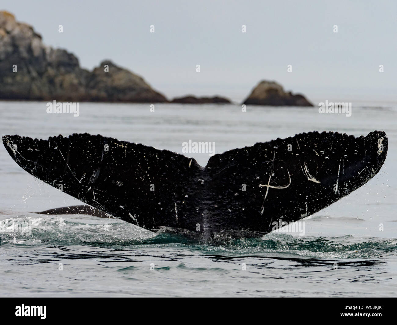 Alaska humpback whale hi-res stock photography and images - Alamy