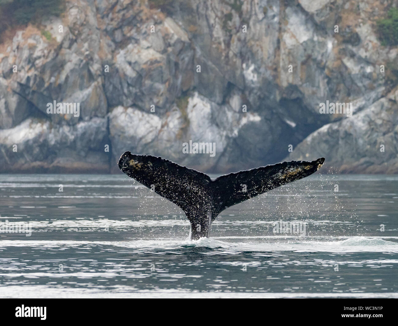 Humpback whale, megaptera novaeangliae, diving and showing its tail flukes in the ocean in the inside passage of Southeast Alaska Stock Photo
