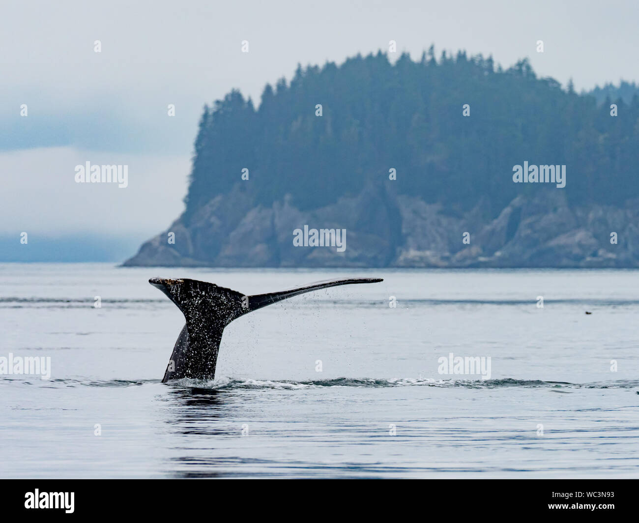 Humpback whale in ocean hi-res stock photography and images - Alamy