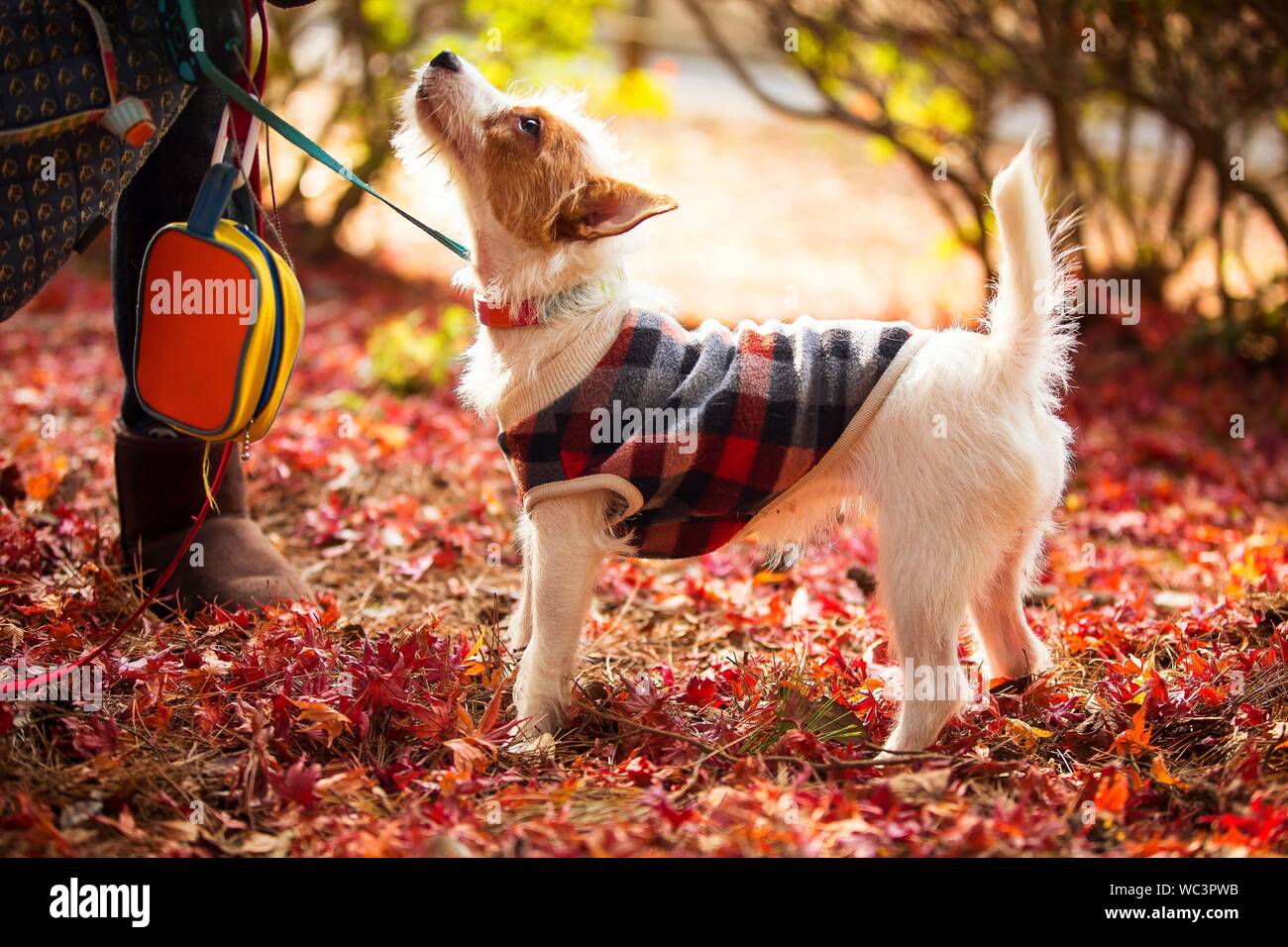 Full Length View Of Dog During Autumn Stock Photo