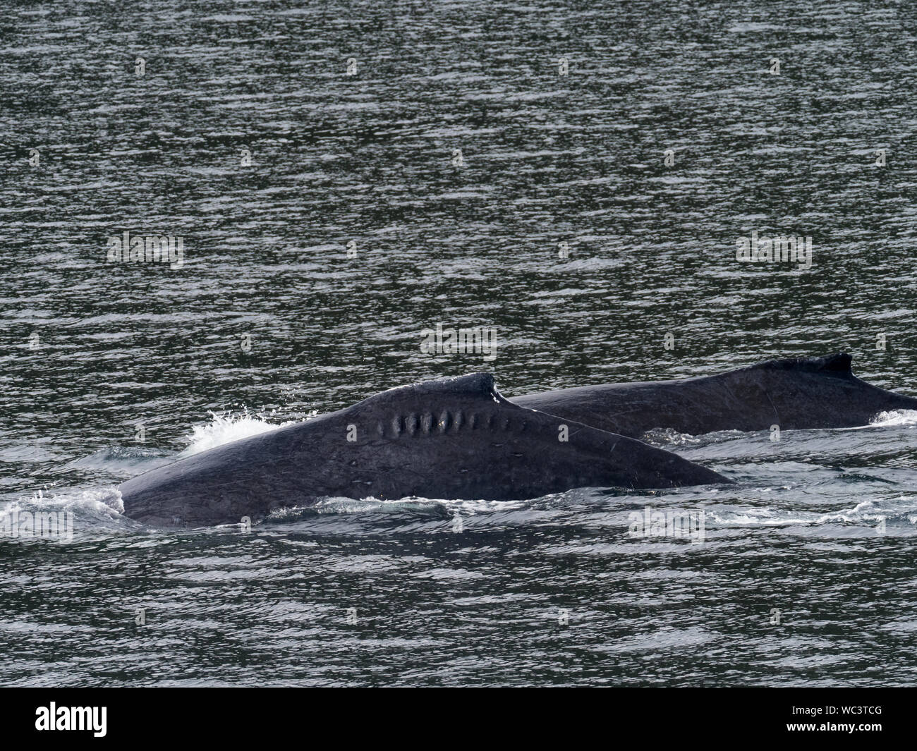 A humpback whale, megaptera novaeangliae, with scars from a propeller from a boat in Southeast Alaska USA Stock Photo