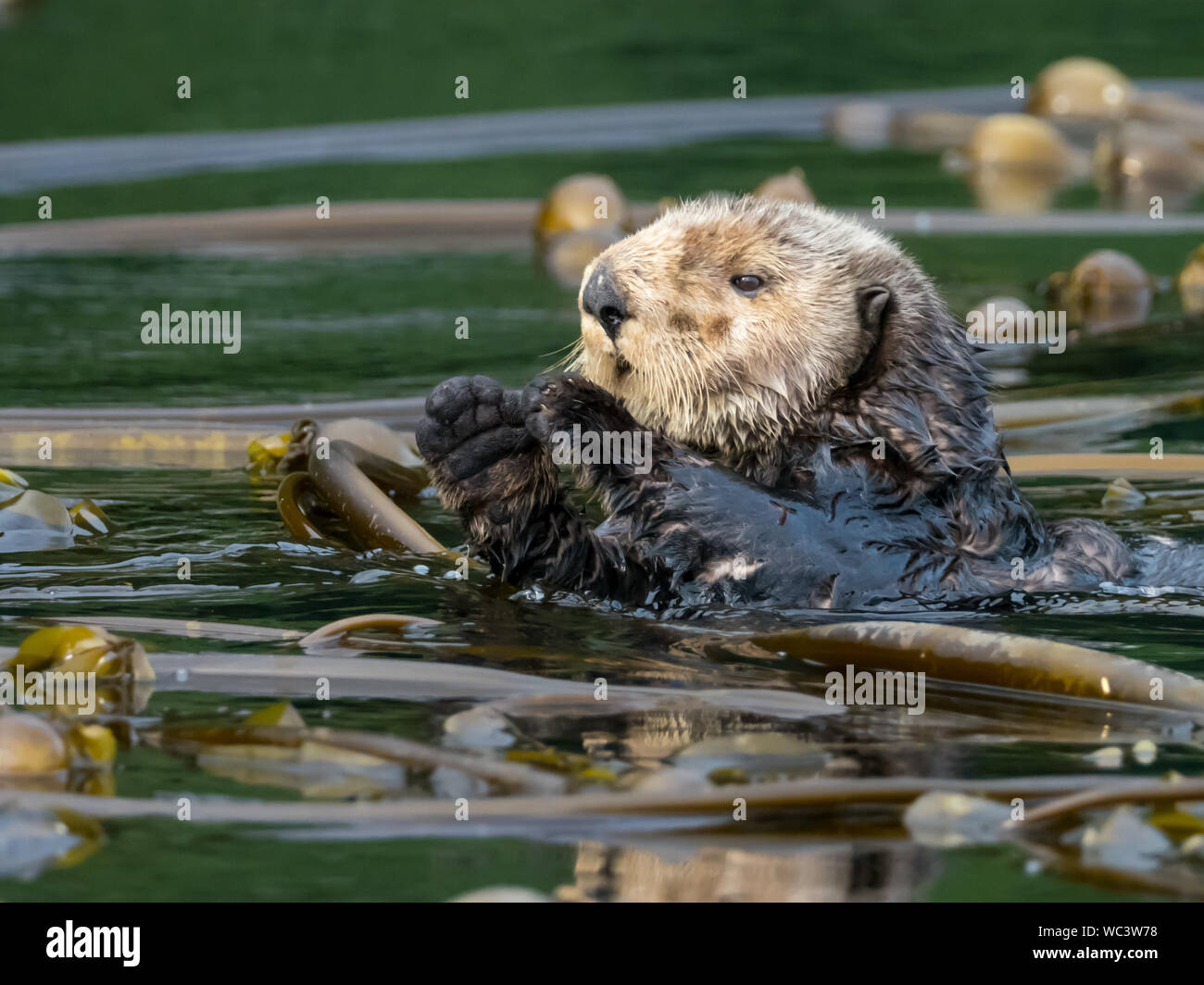 A sea otter, Enhydra lutris, in the kelp forests of Southeast Alaska Stock Photo