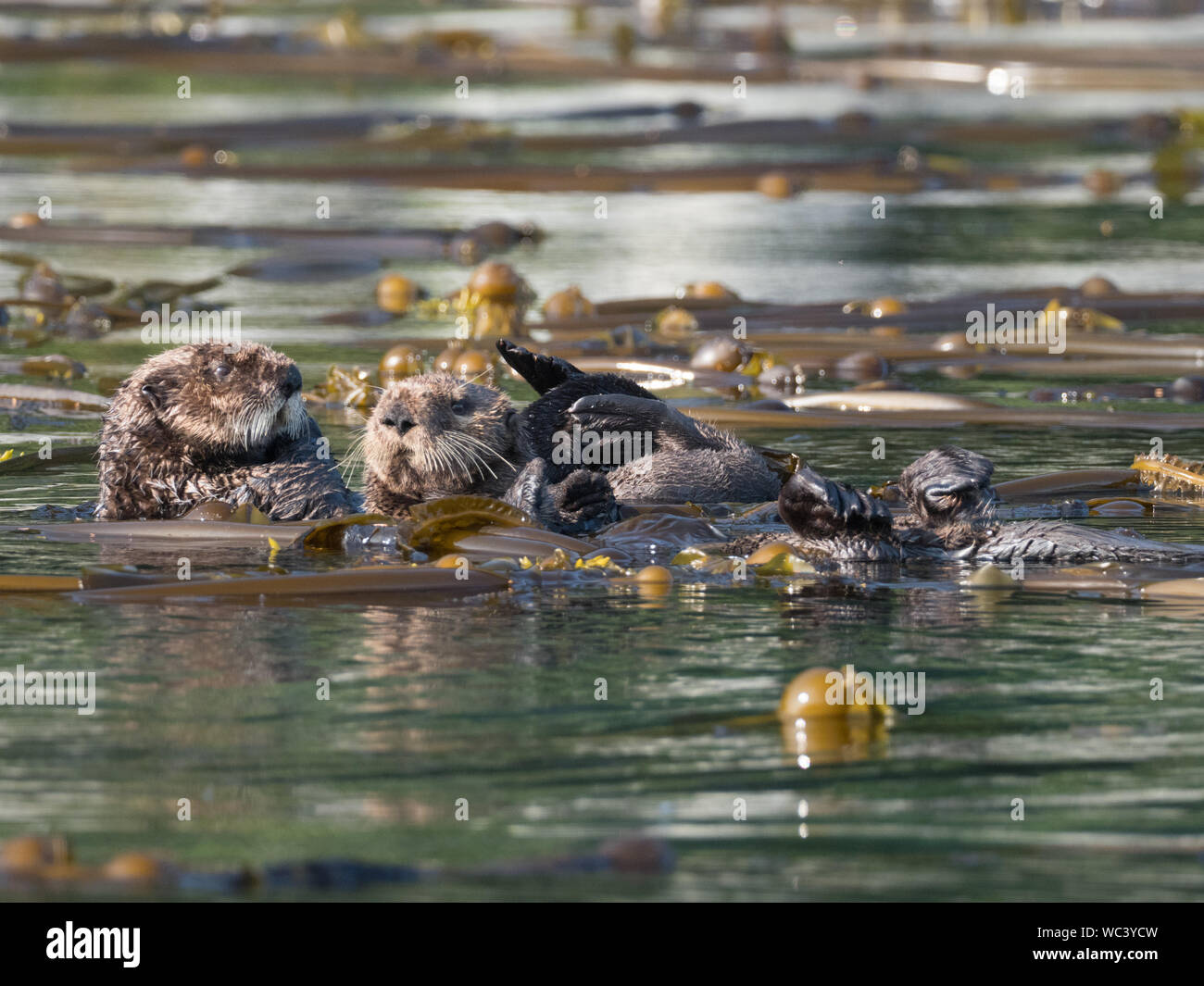 Sea otters, Enhydra lutris, a marine mammal in the weasel family in a kelp forest in Southeast Alaska Stock Photo
