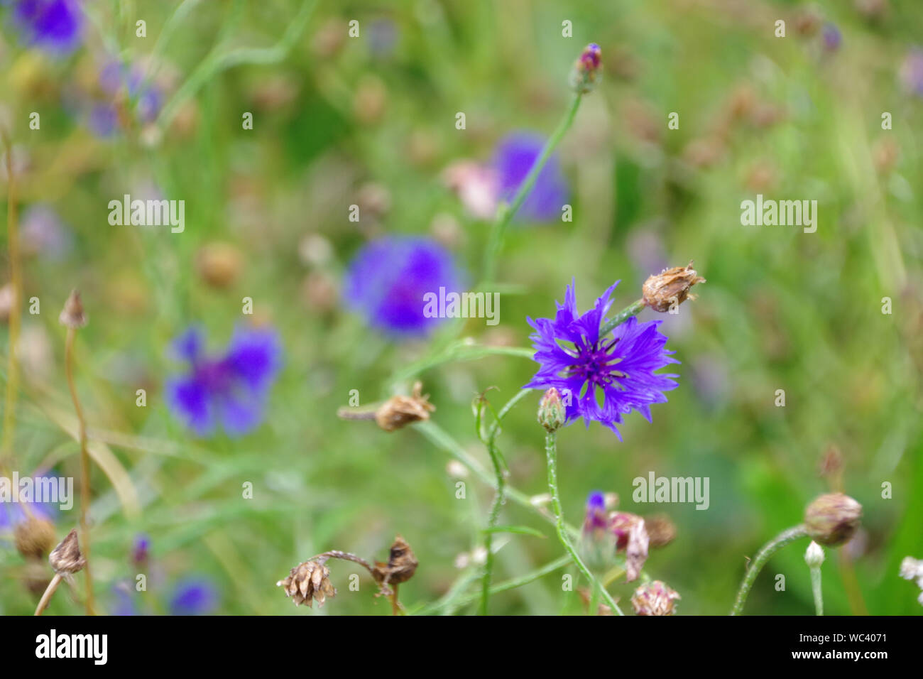 Weeds and flowers hi-res stock photography and images - Alamy