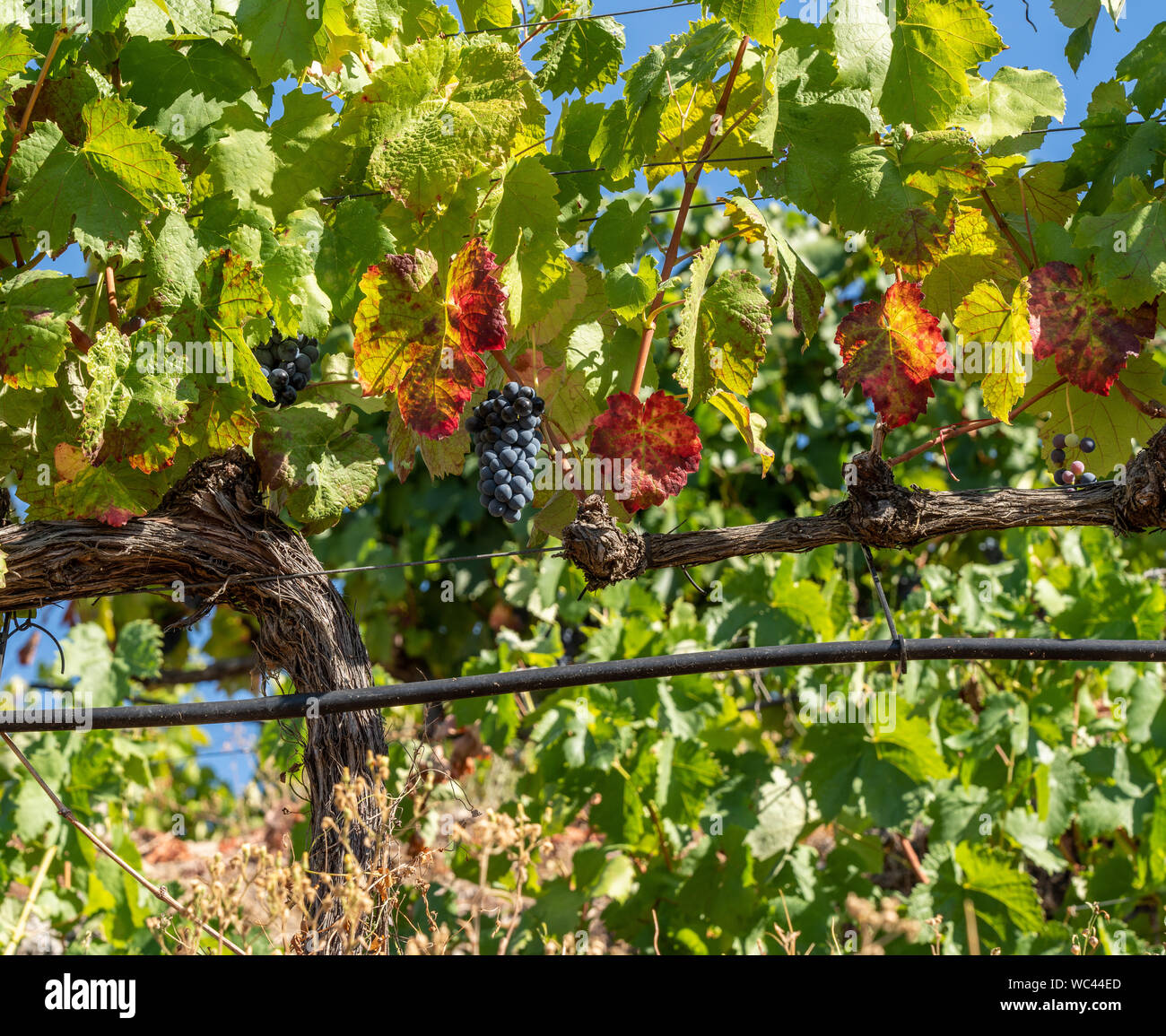 Bunches of grapes for port wine by the River Douro in Portugal Stock