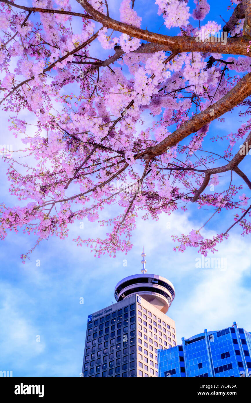'Akebono' Flowering cherry tree and Harbour Centre Tower, Downtown