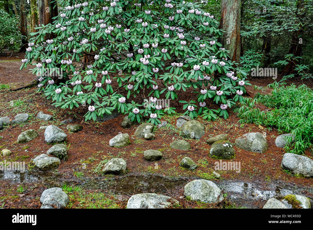 Rhododendron shrub in flower, VanDusen Garden, Vancouver, British Columbia, Canada Stock Photo