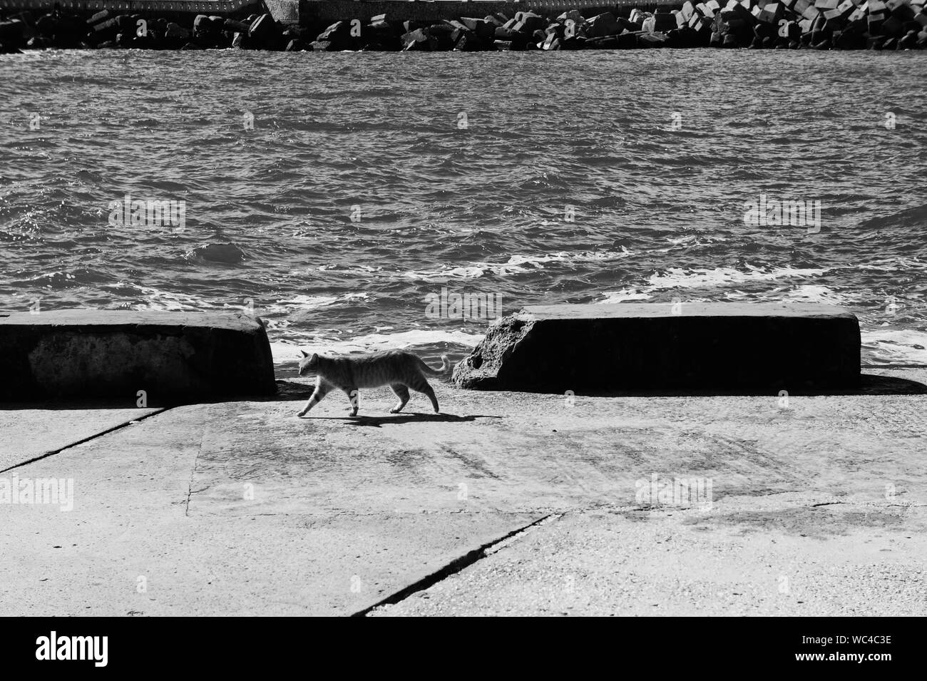 the walking of cat in sea Stock Photo