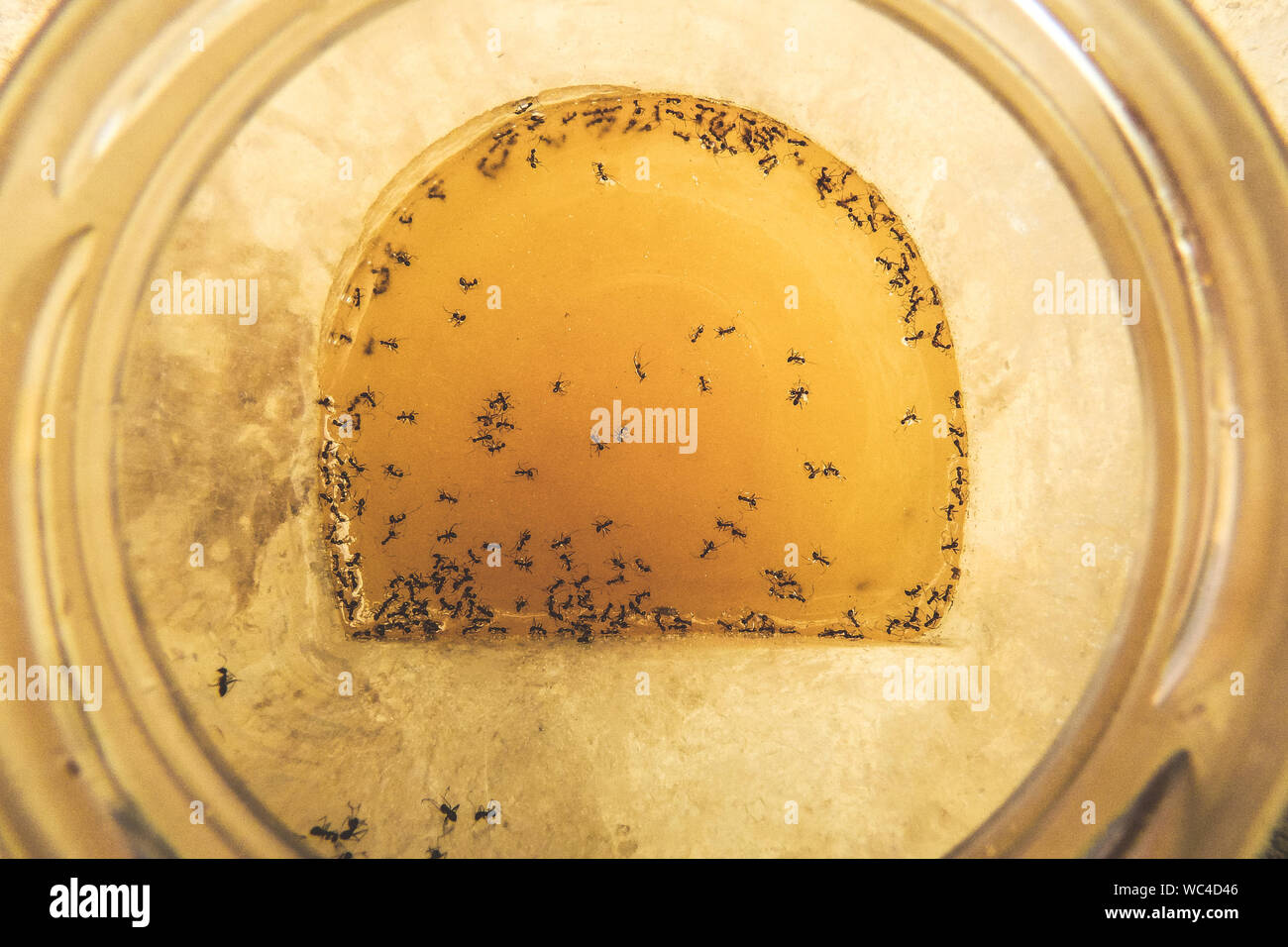 Honey Ant High Resolution Stock Photography and Images Alamy