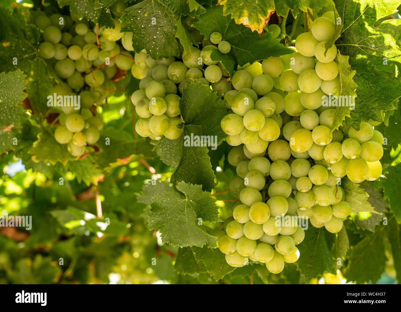 Bunches of grapes for port wine by the River Douro in Portugal Stock