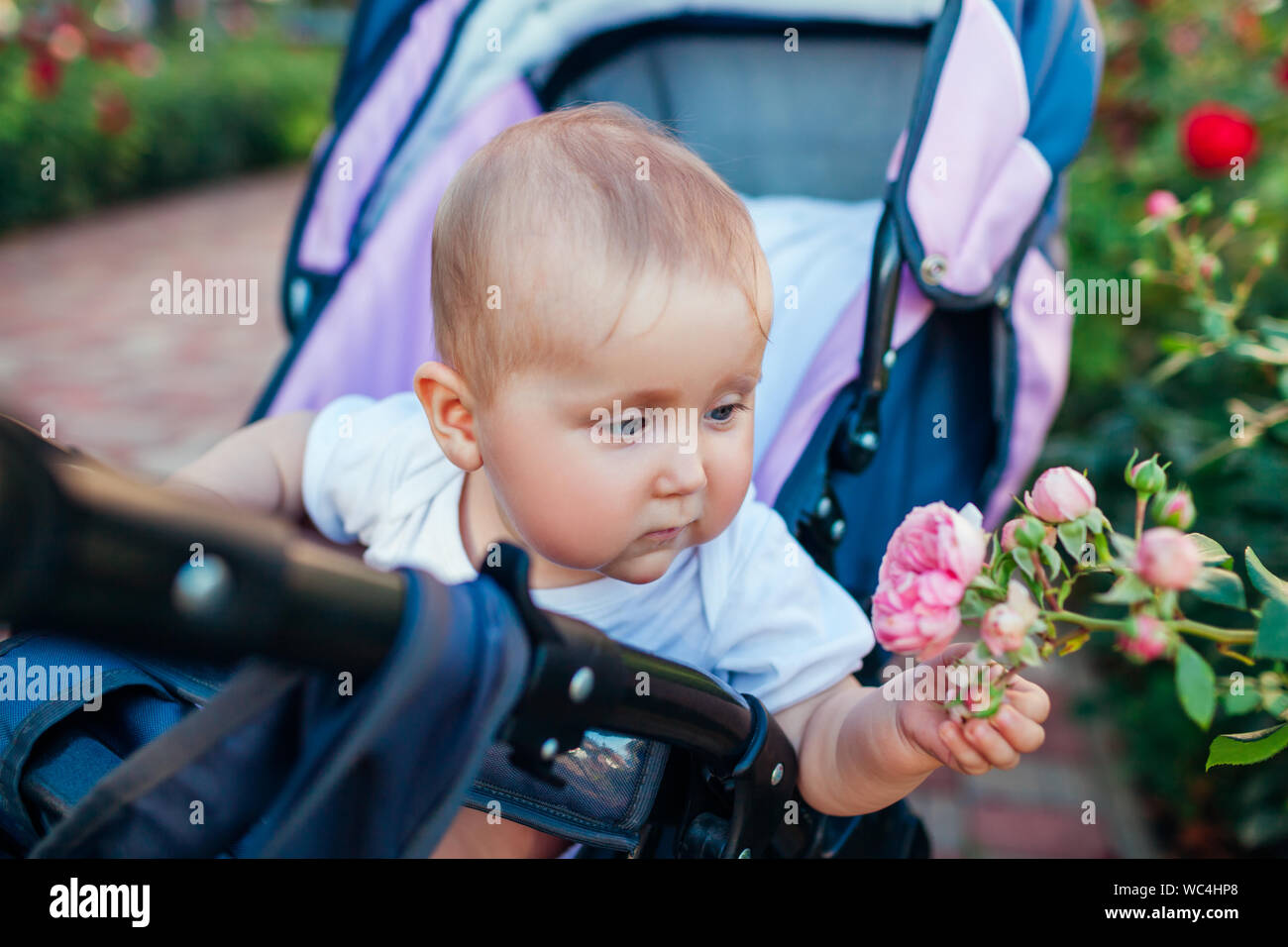 Baby girl sitting in carriage and touching roses in garden. Infant exploring world of nature outdoors. Curious kid Stock Photo