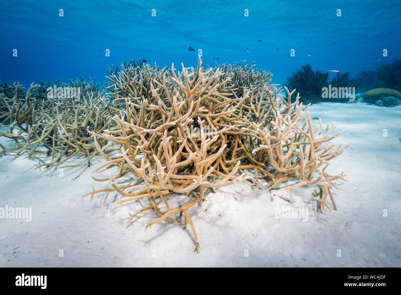 Staghorn coral, Acropora cervicornis, Bonaire, Netherland Antilles, Netherlands, Caribbean Sea, Atlantic Ocean Stock Photo