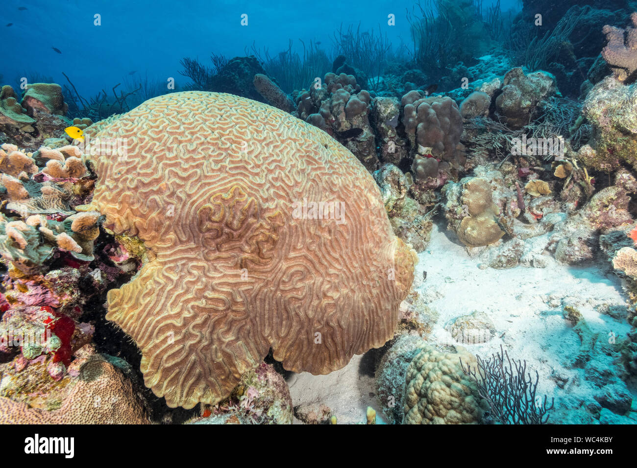 Symmetrical Brain Coral, Diploria strigosa, Bonaire, Netherland